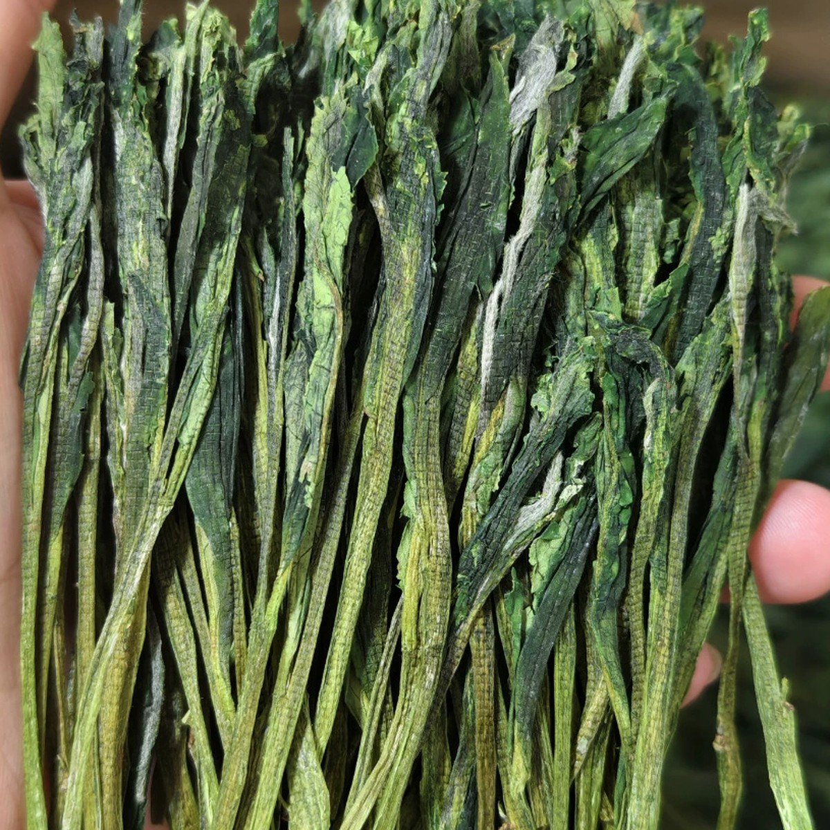 A hand holding a bundle of long Taiping Houkui leaves, showing the crosshatch mesh marks left by pressing