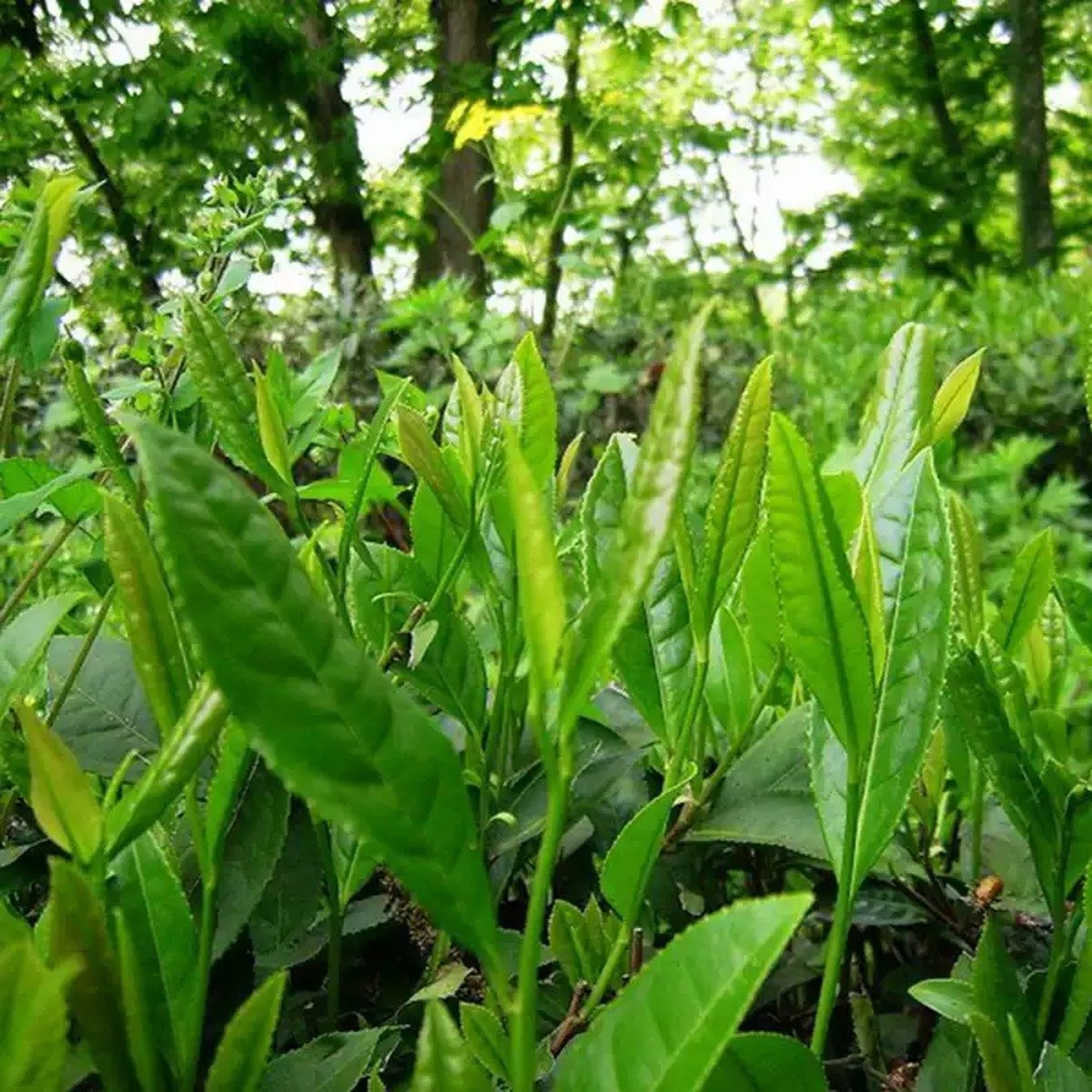 Fresh tea shoots on bushes growing among trees on a hillside