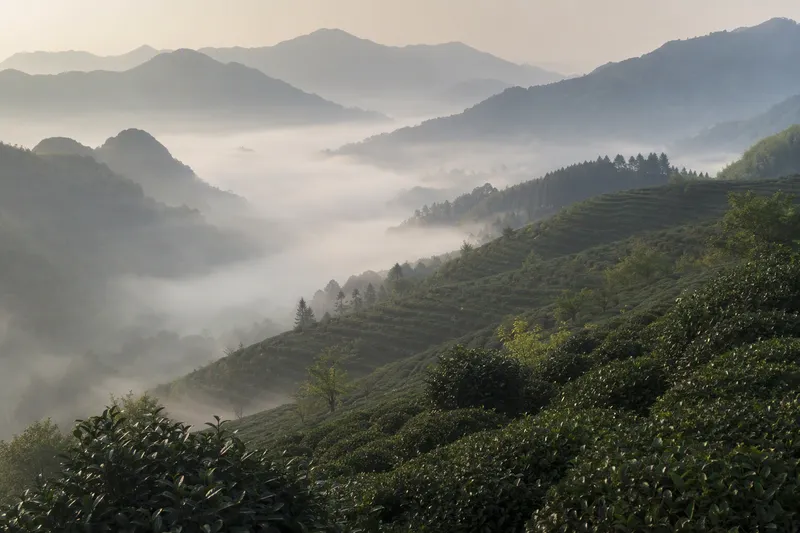 Misty tea-growing hills in Qimen, Anhui, China