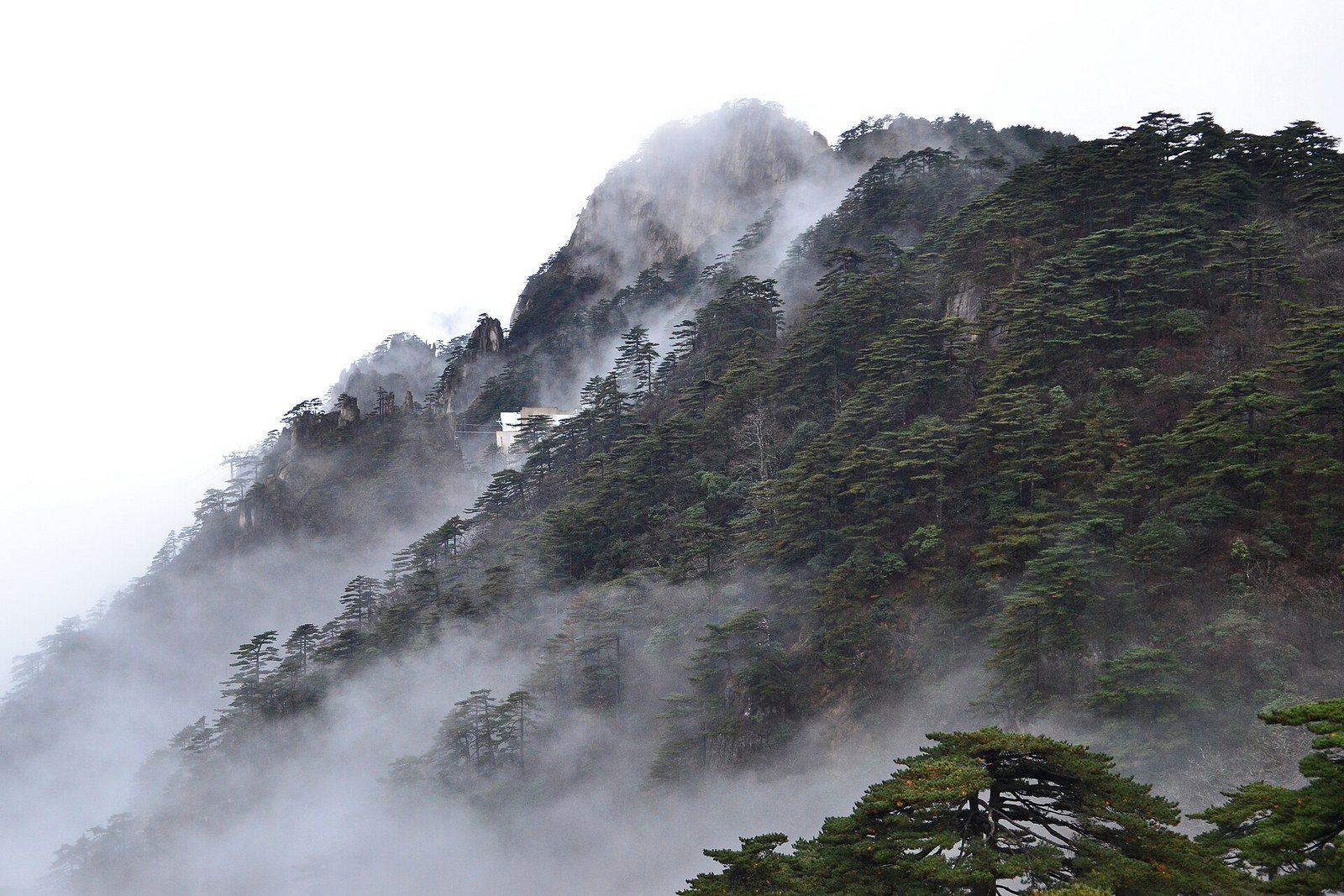 Mist over the pine-covered ridges of the Huangshan range in Anhui