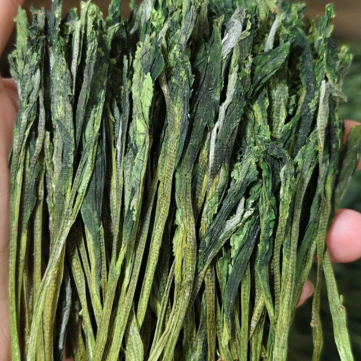 A hand holding a bundle of long Taiping Houkui leaves, showing the crosshatch mesh marks left by pressing